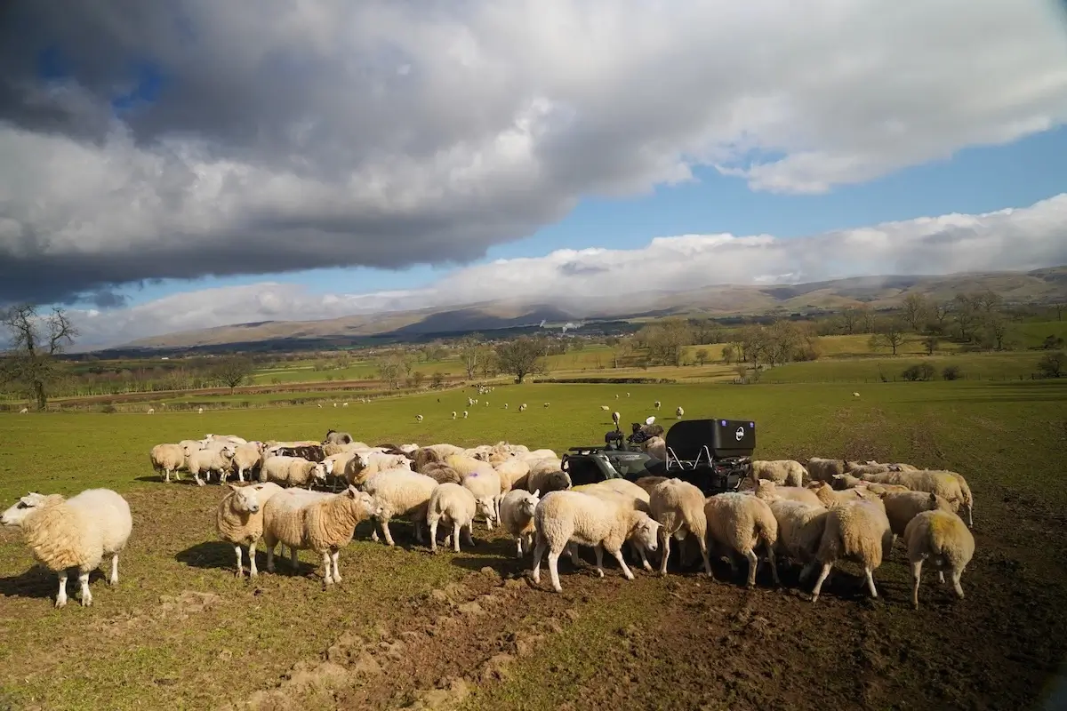 A flock of sheep gathers around a CForce 520 vehicle in a grassy field under a cloudy sky, with hills visible in the background.