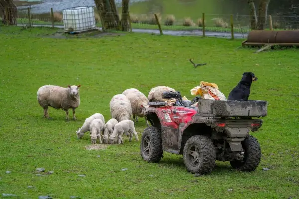 A group of sheep and lambs graze on grass near an ATV loaded with supplies; a black dog sits on the ATV, raising the question—is an ATV worth it for farm work like this?.