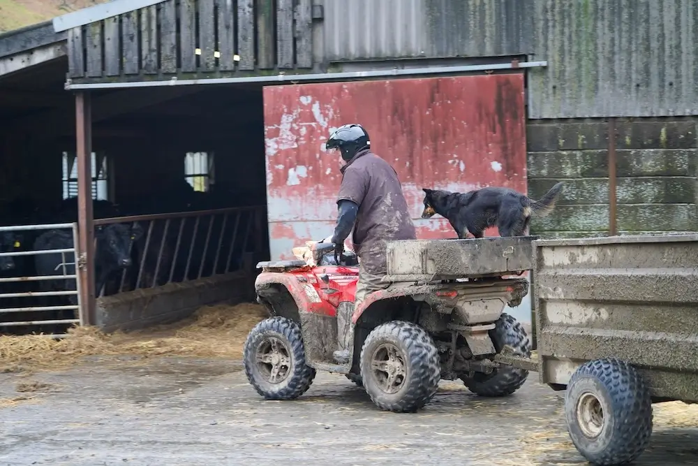 A person wearing a helmet drives a muddy ATV with a trailer on a farm, showcasing the importance of regular ATV maintenance; a black dog stands on the back of the ATV near a barn and cattle.