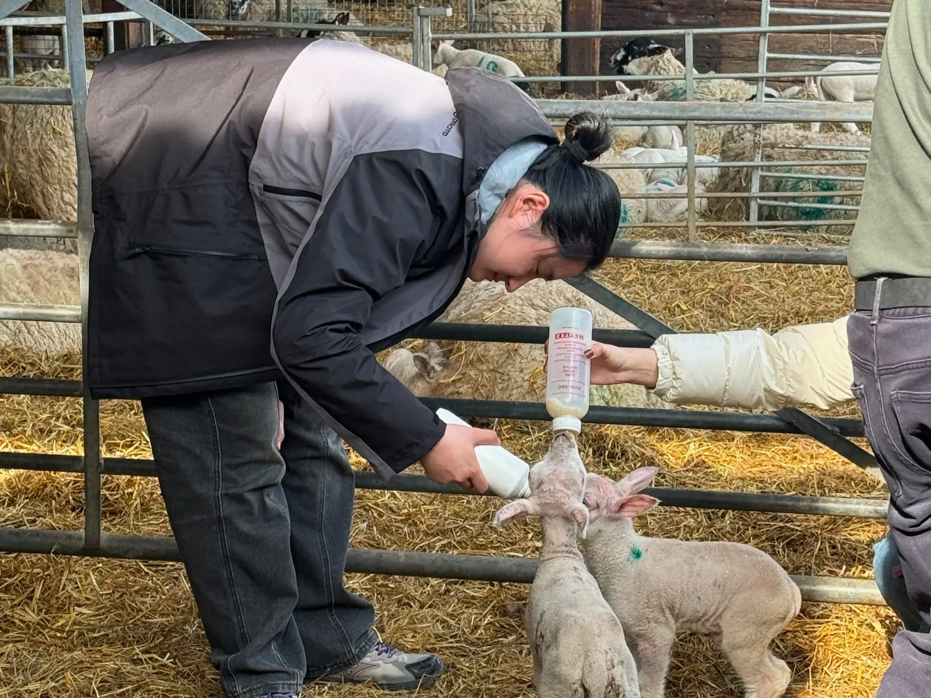 A person bottle-feeds a lamb while another holds the bottle; another lamb stands nearby in a pen with hay on the ground—a typical scene for UK farmers caring for their flock.