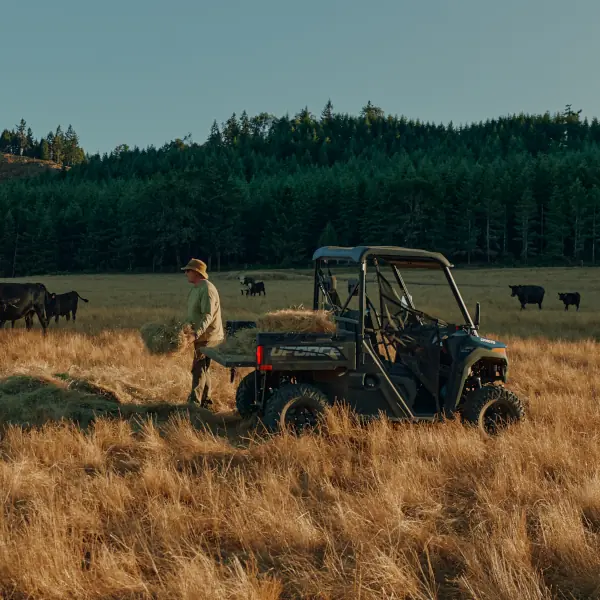 A person unloads hay from a CFMOTO Agri Range utility vehicle in a dry field, with cows grazing nearby and a forest in the background.